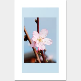 Almond Blossom Posters and Art